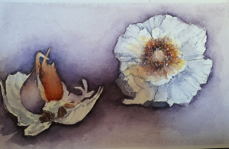 Chrissy F, Garlic cloves, watercolour, 10.20.jpg